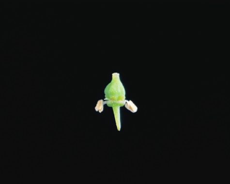 Fleur