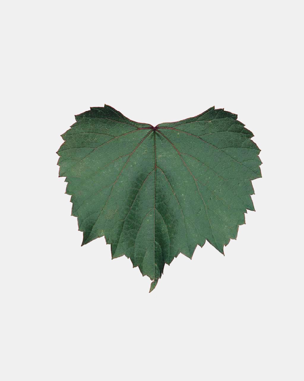 Fleur