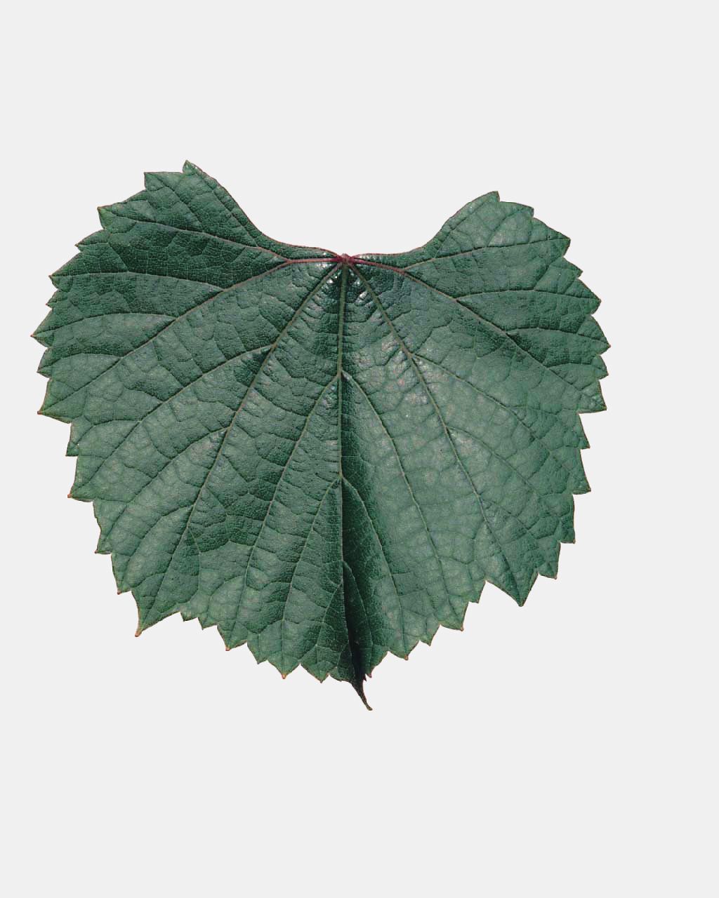 Fleur