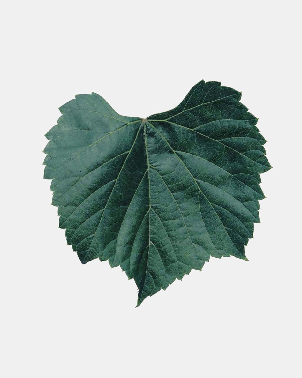 Fleur