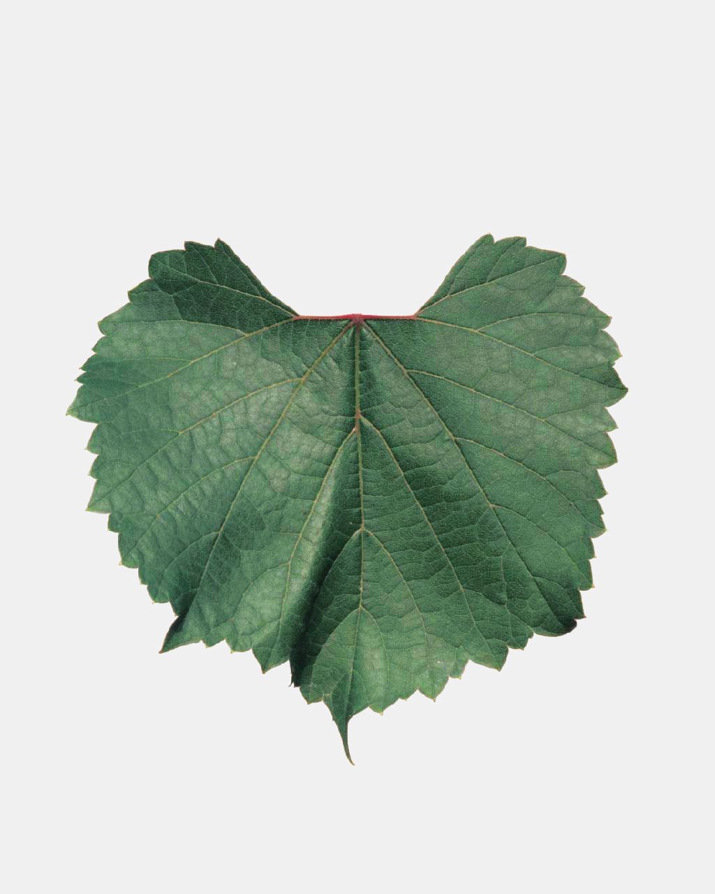 Fleur