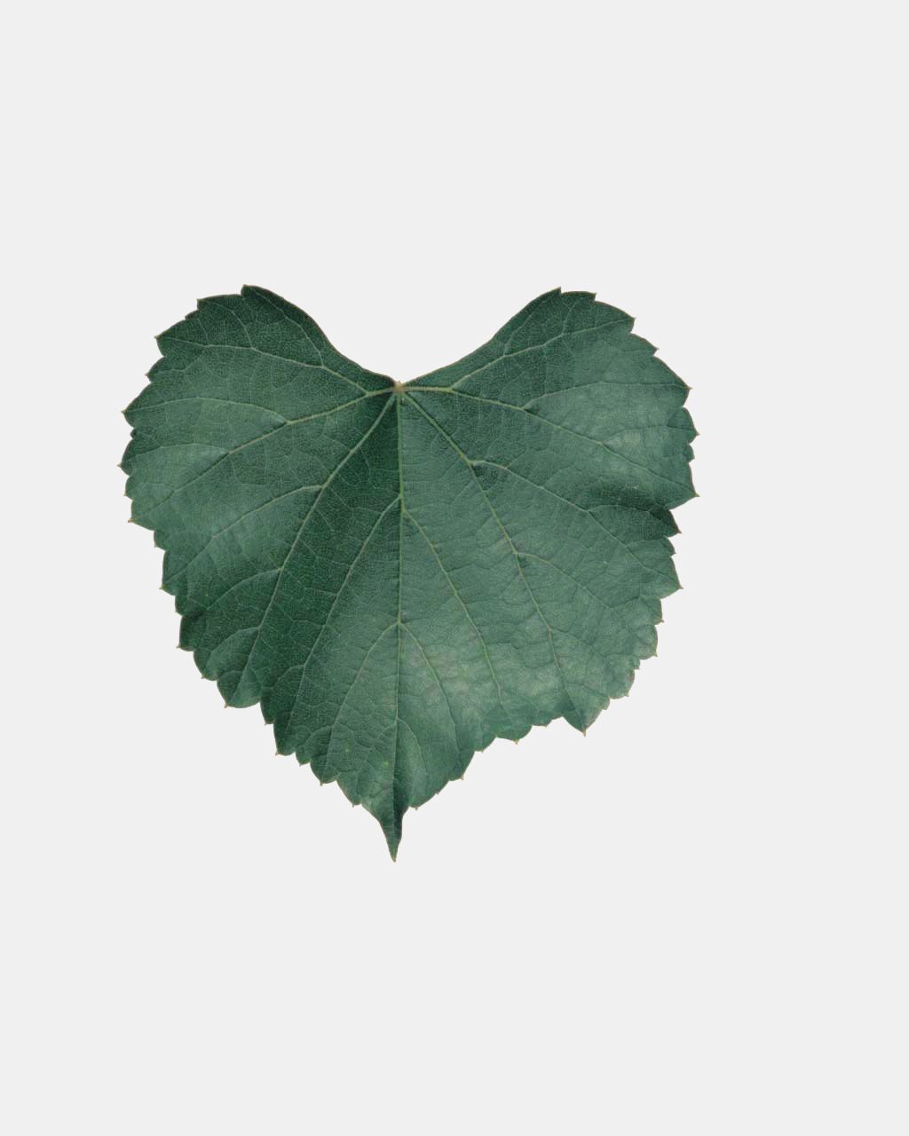 Fleur
