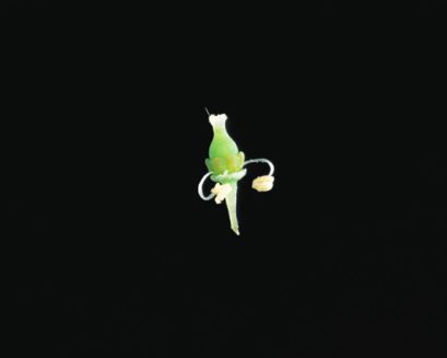 Fleur