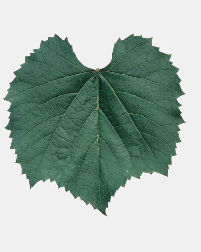 Fleur