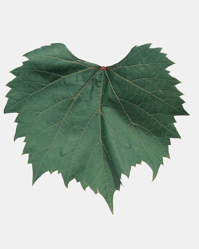 Fleur