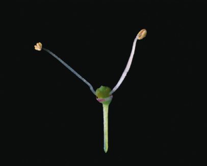 Fleur