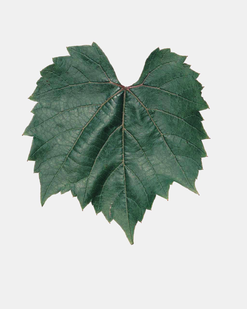 Fleur