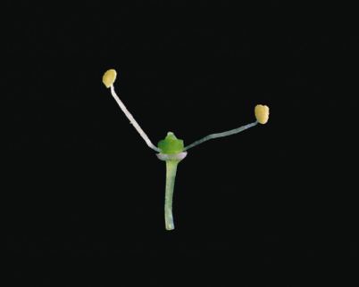 Fleur
