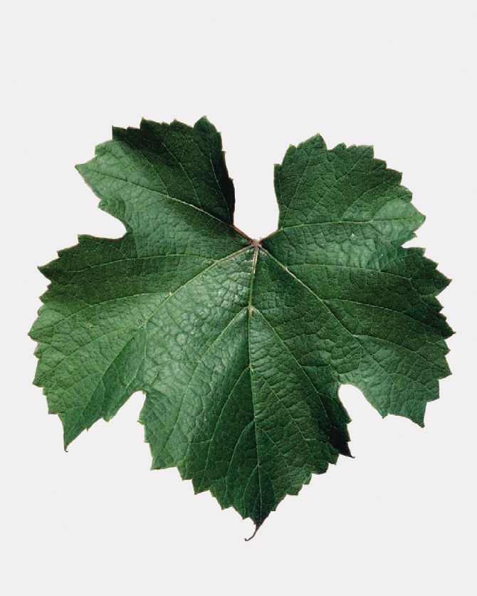 Fleur