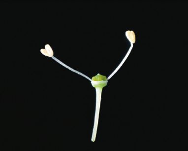 Fleur