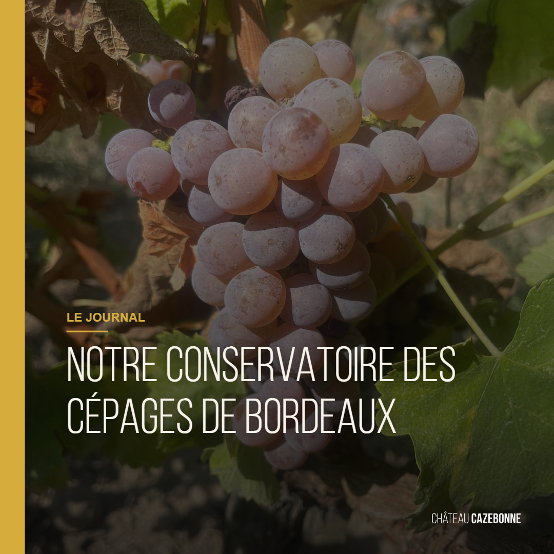 Le conservatoire des cépages de Bordeaux