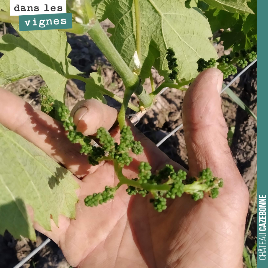 Les inflorescences sont belles. Reste à passer la fleur sans coulure et on devrait avoir de belles grappes.