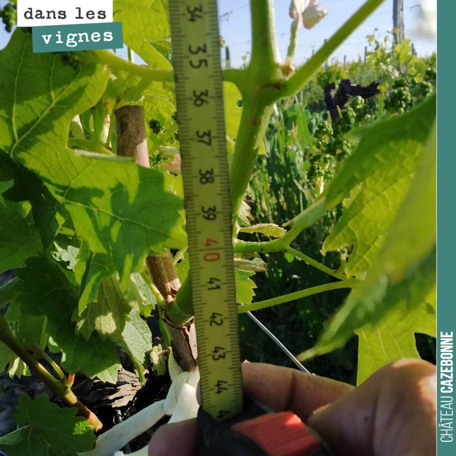 La vigne pousse vite en ce moment, profitant des longues journées d’ensoleillement. Et dans ces conditions, la pression mildiou est encore faible. Aucune trace sur nos 4 pieds témoins.
On a repouss...