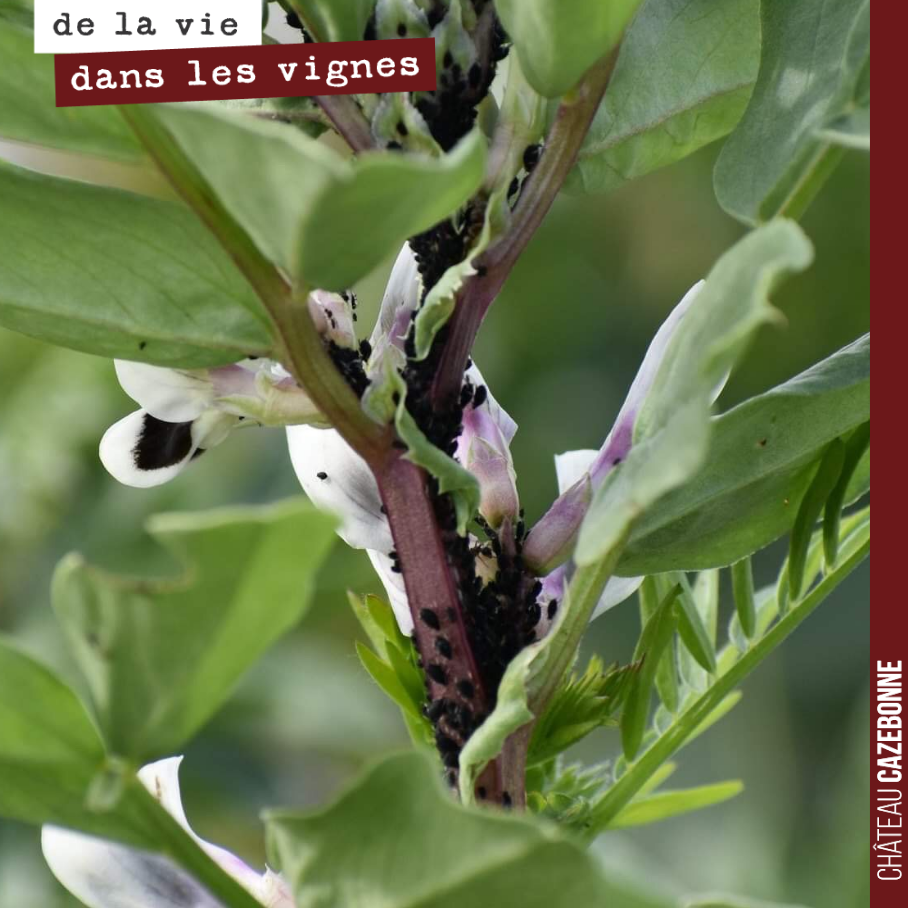 Les pucerons se régalent de nos deniers pieds de fèveroles, si riches en azote. Un vrai garde manger pour les coccinelles !