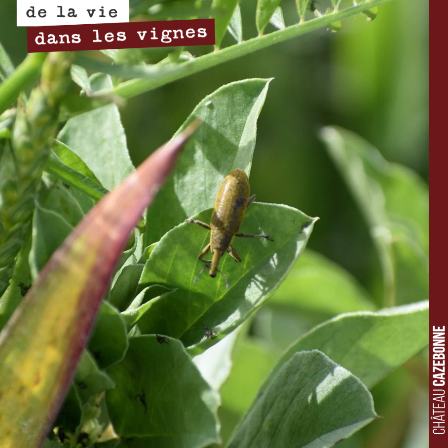 Un petit insecte se cache au milieu de nos derniers pieds de fèveroles !
