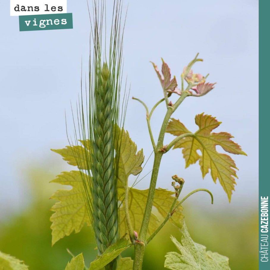 Quand un épi de blé (de céréales anciennes) se dresse fièrement afin de ne pas se faire voler la vedette par la vigne conquérante.