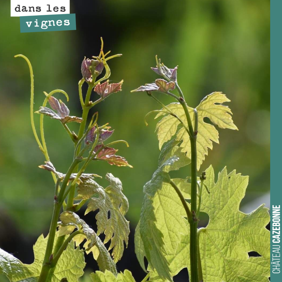 Qu’est ce que la vigne est belle en ce moment, magique, lumineuse, inspirante !
De grandes bouteilles, cette année en perspective !