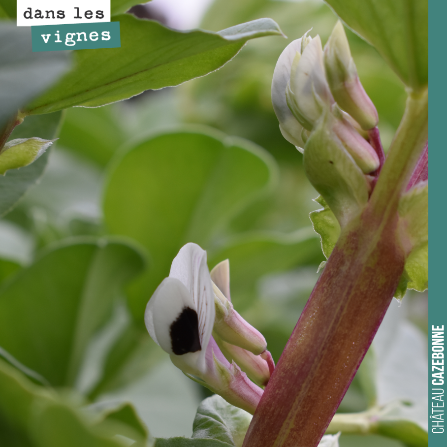 La fleur des féveroles est juste magnifique. Idéalement, c’est le stade où il faudrait rouler ces couverts pour apporter un maximum d’azote, mais les blés anciens, semés en même temps n’ont pas cru...