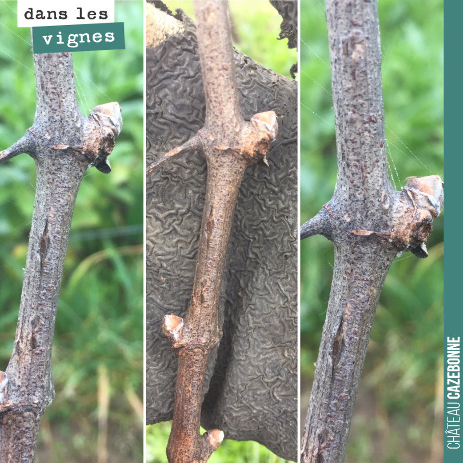 Dans les vignes, les bourgeons sont déjà de sortie, un 28 février. Très précoce, beaucoup trop précoce, un mois d’avance.
On n’aura plus qu’à prier pour que les gelées d’avril nous épargnent cette...