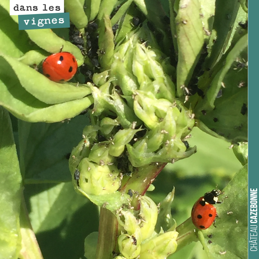 Une armée de coccinelles s’est mise au travail pour lutter contre les délicieux pucerons qui envahissent nos fèveroles.