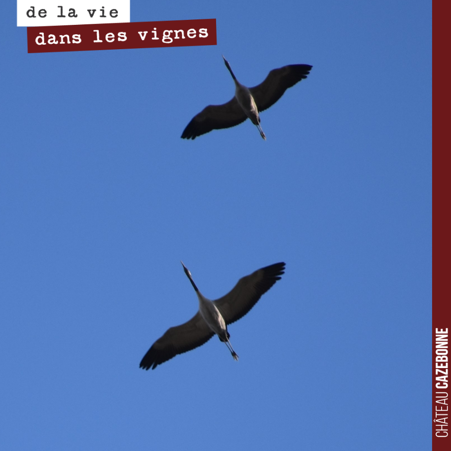 Des milliers de grues sont passées hier au dessus de nos têtes, dans les vignes. Signe manifeste du retour du printemps.
