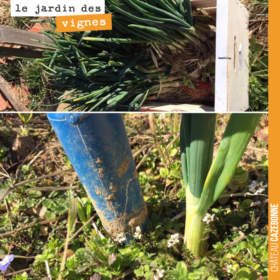 Hier, Francis a profité d’un jour racine pour repiquer des oignons au Jardin des vignes.
L’ail qu’il a planté pendant l’hiver se porte à merveille et pousse très vite avec les températures des dern...
