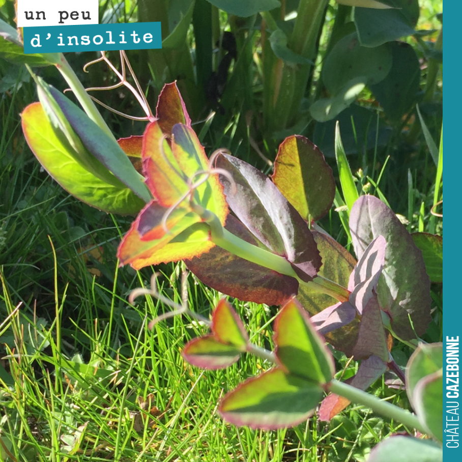 Quand une plante nous révèle une palette de couleurs tout simplement incroyable.
Merveilles de la nature pour qui sait observer.