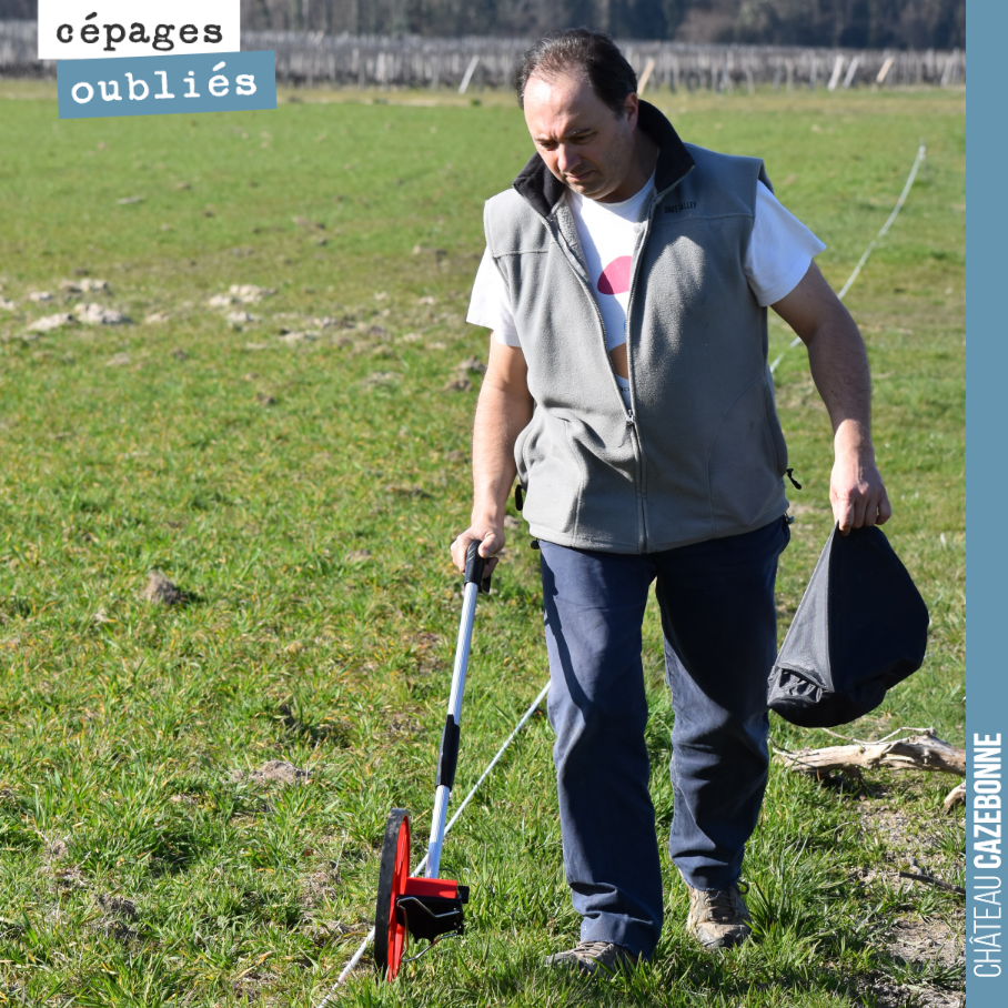 David arpente notre parcelle du Maine pour préparer la plantation de cépages oubliés que nous allons effectuer au printemps.
Nous devrions planter à 1,8m par 0,9m entre chaque pied, pour une densit...