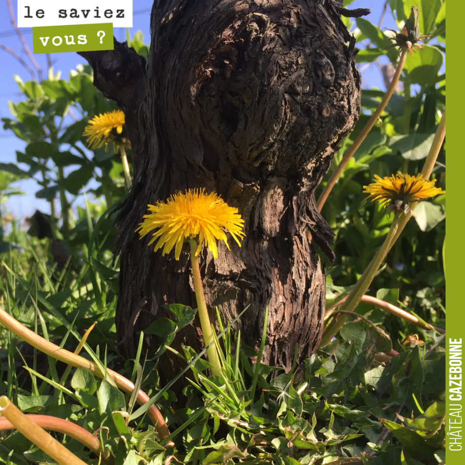 Les fleurs de pissenlit s’epanouissent au pied de ce vieux cep. Les fleurs de pissenlit sont essentielles à l’élaboration de la préparation 506 de la biodynamie. Il faut pour cela ramasser les fleu...