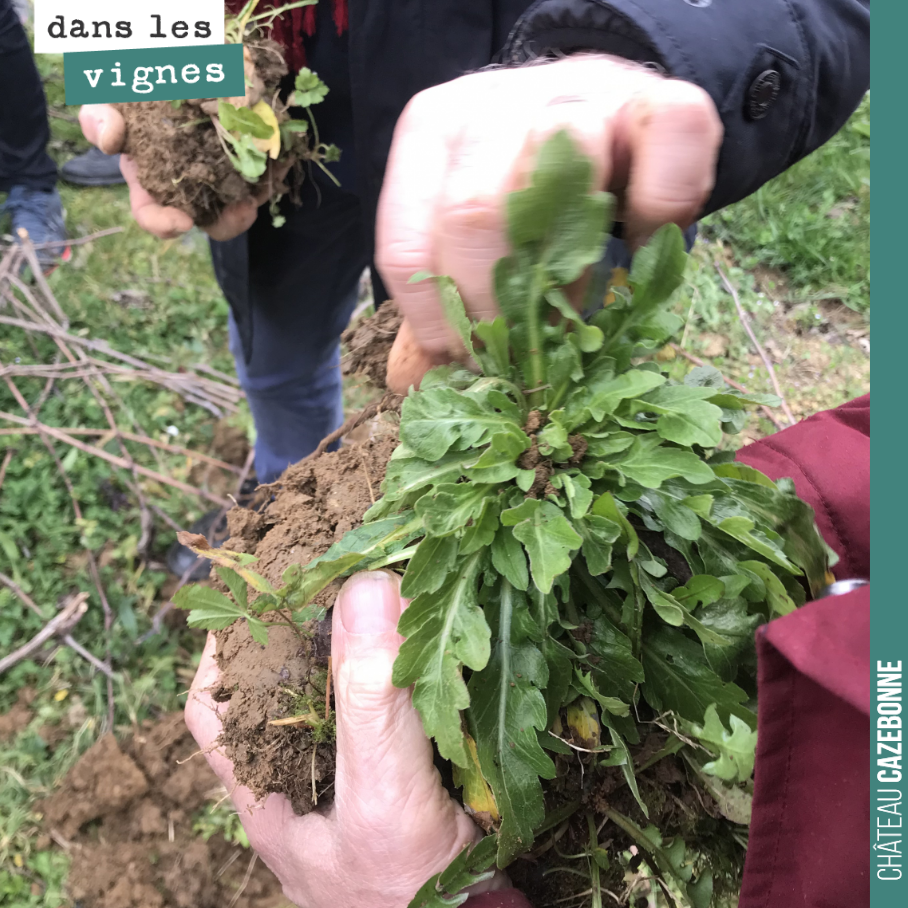 Il n’est jamais inutile de bêcher une motte de terre pour vérifier l’état de ses sols. On cherche des sols bien aérés, décompactés, où les racines des adventices vont bien s’enfoncer en profondeur....