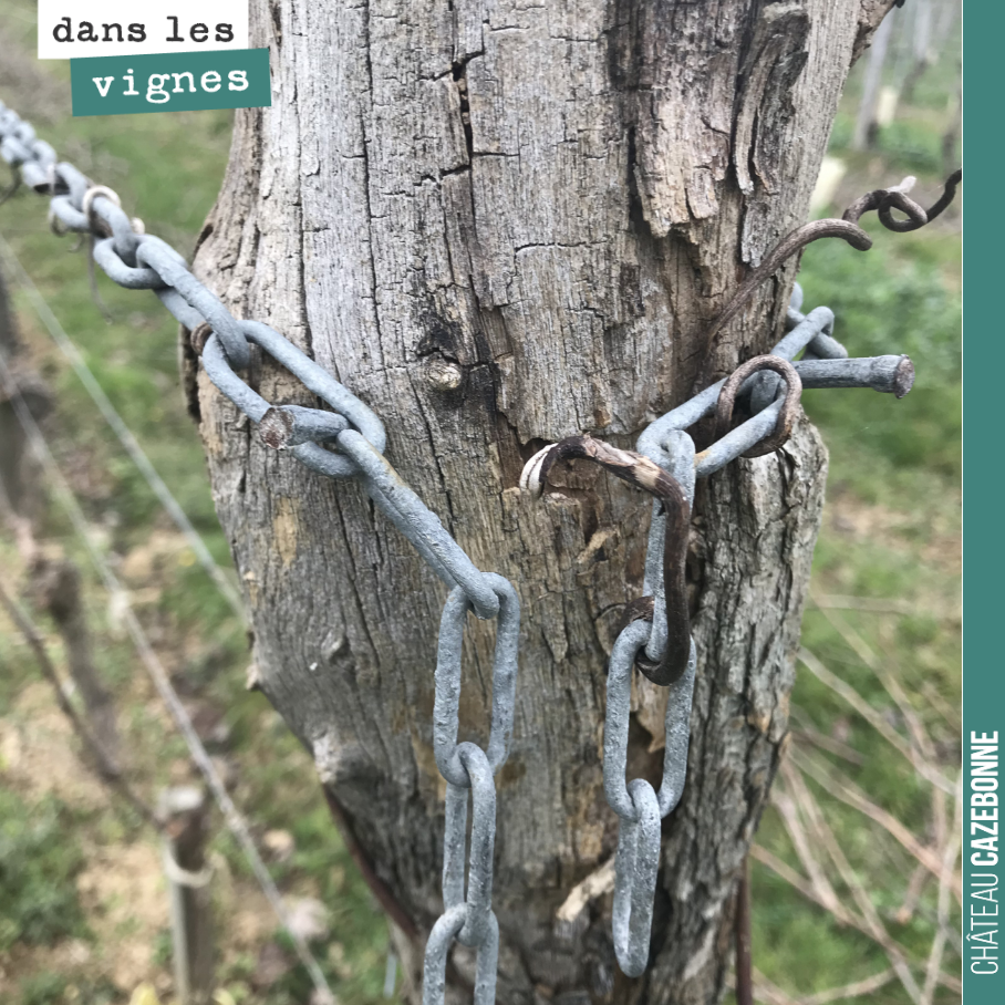 Astucieux système pour retendre les fils observés dans les vignes de Christine Dupuy à Madiran. On retire d’un cran et c’est gagné !