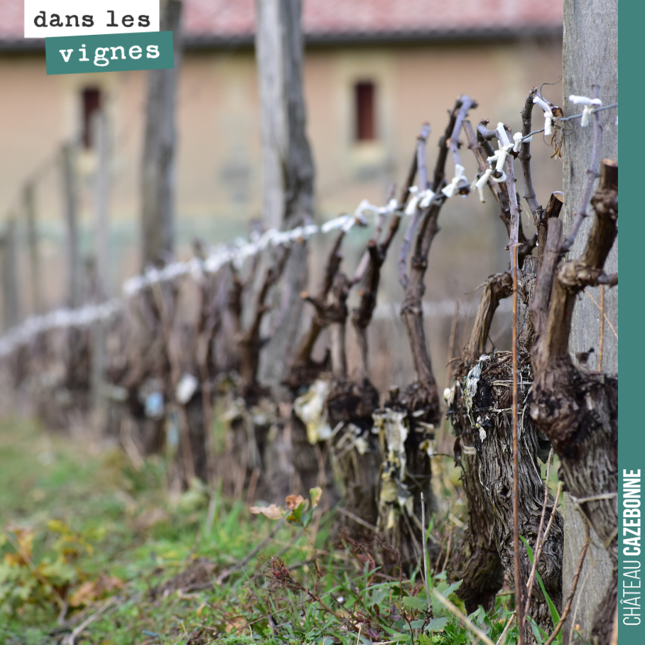 Le travail continue dans les vignes. On attache les bois avec des petites bandes de coton. Cela trace une belle ligne sur le rang.