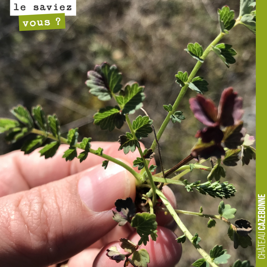 Connaissez vous cette plante ?
Très appréciée par de grands chefs étoilés.