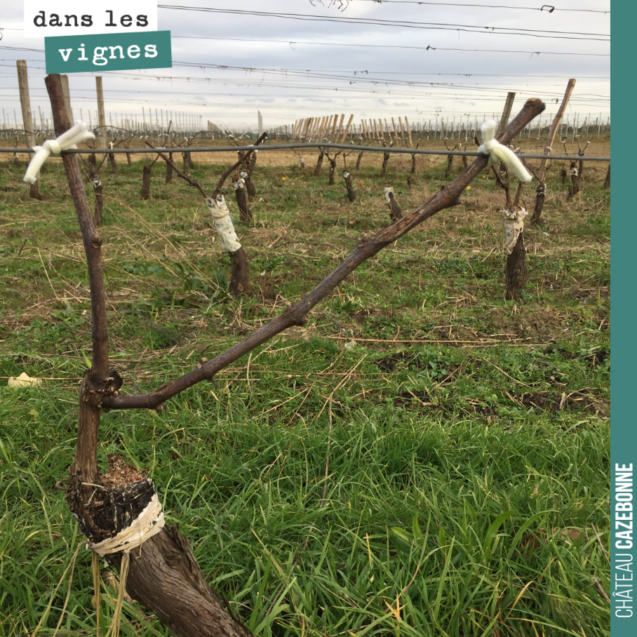 Nous avons attaché les bois sur notre parcelle du Jardin des vignes. Ici, un pied qui a été surgreffé l’année dernière.
La greffe a été effectuée sur le pied tronçonné. A partir de cette année, nou...
