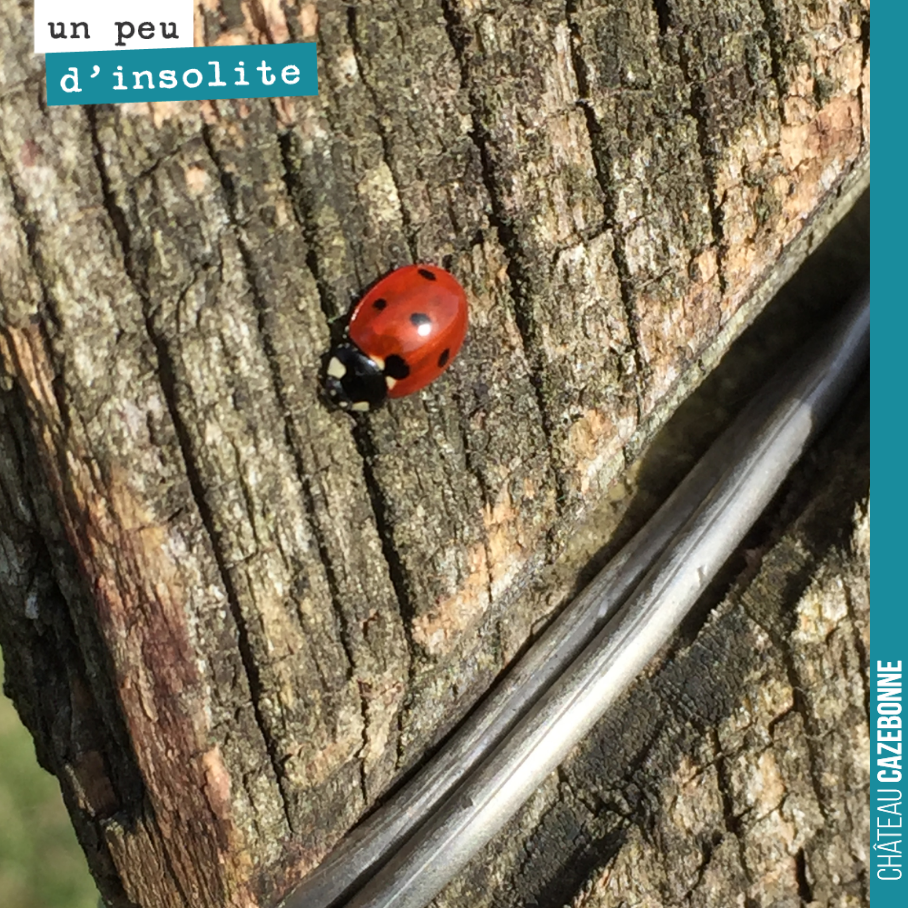 Les coccinelles sont de retour dans nos vignes. Elles vont se régaler avec les pucerons qui commencent à coloniser nos fèveroles.