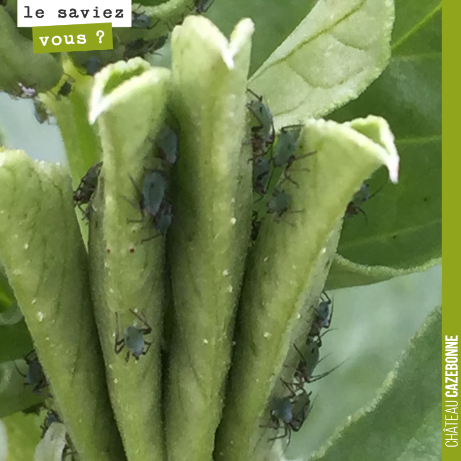Tout à l'heure, si vous n'avez pas bien vu, voici en plus gros plan, ces petits pucerons bien envahissants... sur les féveroles.
Si quelqu’un connaît le nom de cet insectes ?