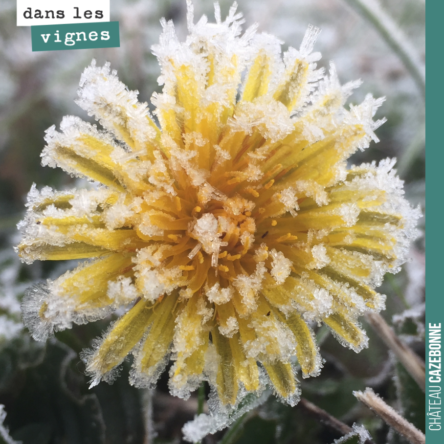 Splendeur de l’hiver. Lendemain de gel.
