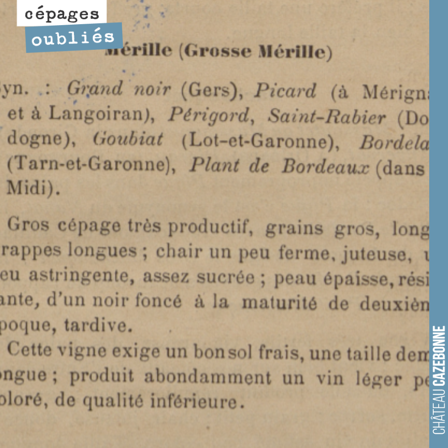 La mérille était très présente de par chez nous, à Saint-Pierre de Mons. Cela nous adonné en vie d'en replanter.
Ce cépage est encore présent un peu partout dans le Sud-Ouest, mais plus en Gironde...