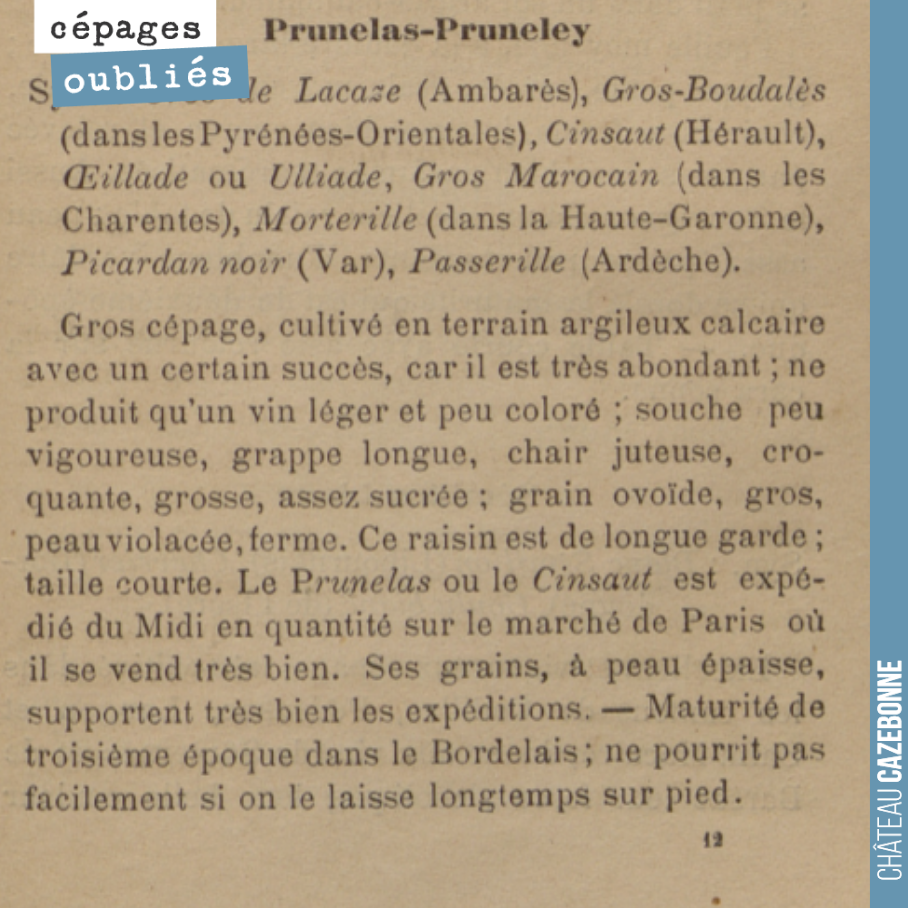 Ce cépage était bien présent en Gironde, mais il est là aussi, difficile de dire de quel cépage il s'agit exactement. Du cinsaut, pas si sûr.
Photo issue du Traité pratique de viticulture (1900) d...