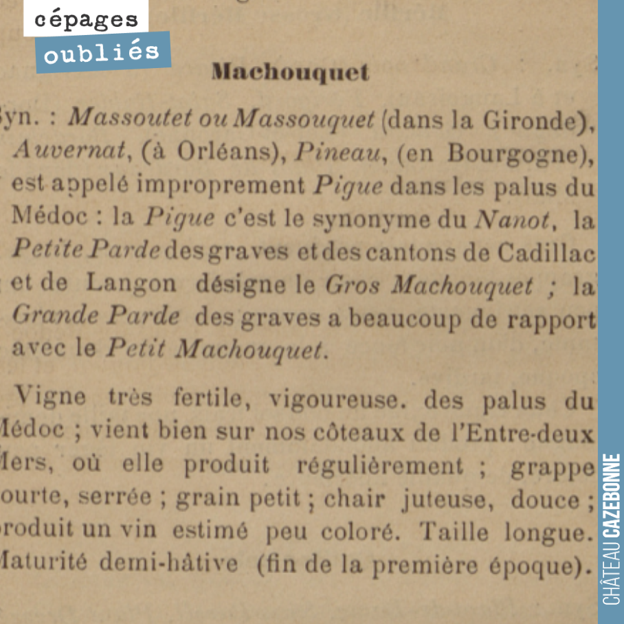 Encore un cépage difficile à retrouver aujourd'hui. S'agit-il d'un parent de la pardotte ? Mystère. On cherche une piste pour le replanter en Gironde.
Photo issue du Traité pratique de viticultu...