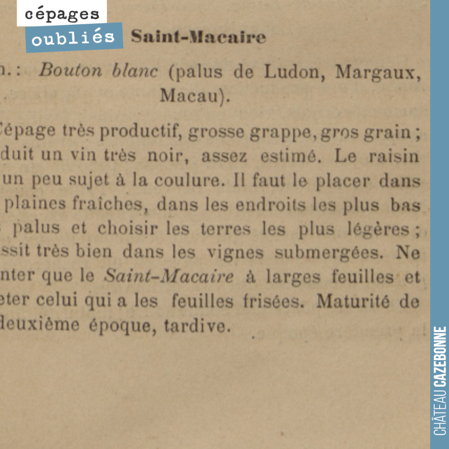 On adore le Saint-Macaire que l'on a eu le loisir d'aller déguster chez Liber Pater, au nez des notes de framboises et de chocolat noir. Ces grosses grappes nécessitent de limiter son rendement pou...