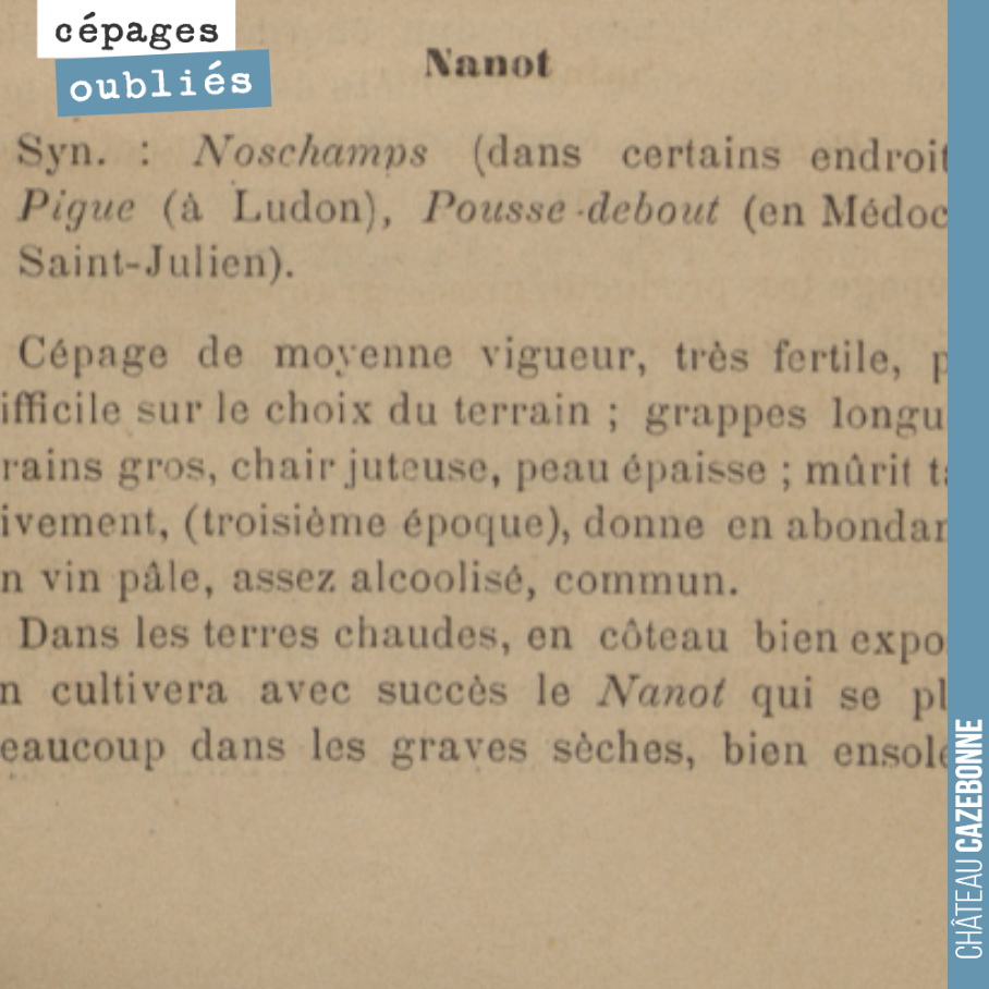 Est-ce que ce cépage existe encore ? Sous quel nom ? Pas simple à dire, dans les campagnes, on donnait un nom au cépage du cru, du coup, les synonymies sont nombreuses.
C’est joli comme nom, le nan...