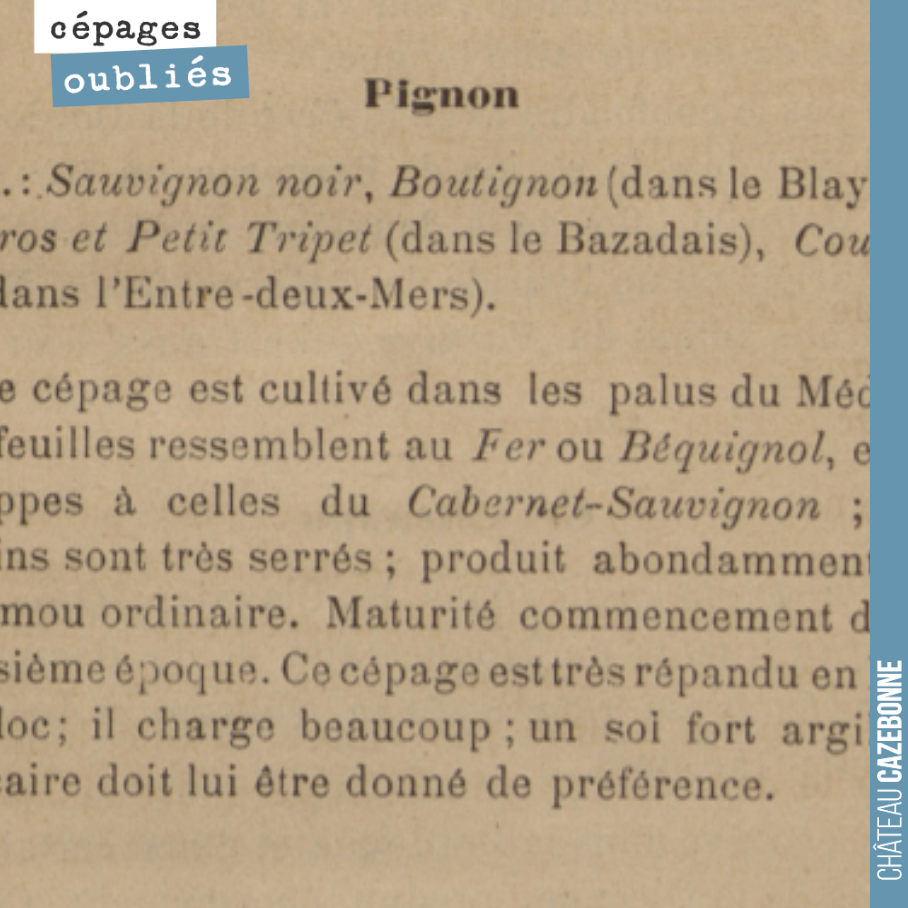 Pas toujours simple de s'y trouver dans la synonymie des cépages. Il est vraisemblable que le Pignon soit en fait l'actuelle Pardotte. Ce cépage a été dé-virosé par l'IFV et nous allons pouvoir en ...
