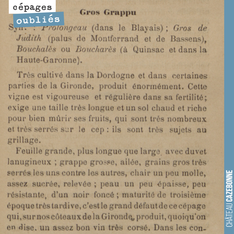 Ajourd'hui, faisons connaissance avec le Bouchalès, cépage autrefois très planté en Gironde, dans le Blayais, dans les palus, mais aussi en Sud Gironde.
Nous avons dégusté un magnifique Bouchalès ...