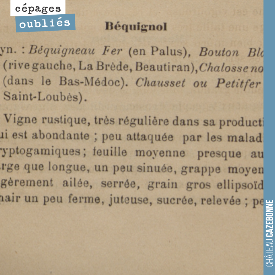 Ce matin, partons à la découverte du Béquignol, un cépage que nous avons planté l'année dernière sur notre parcelle de Couet. Ce cousin du Fer Servadou, est encore planté dans le Sud-Ouest, mais pl...