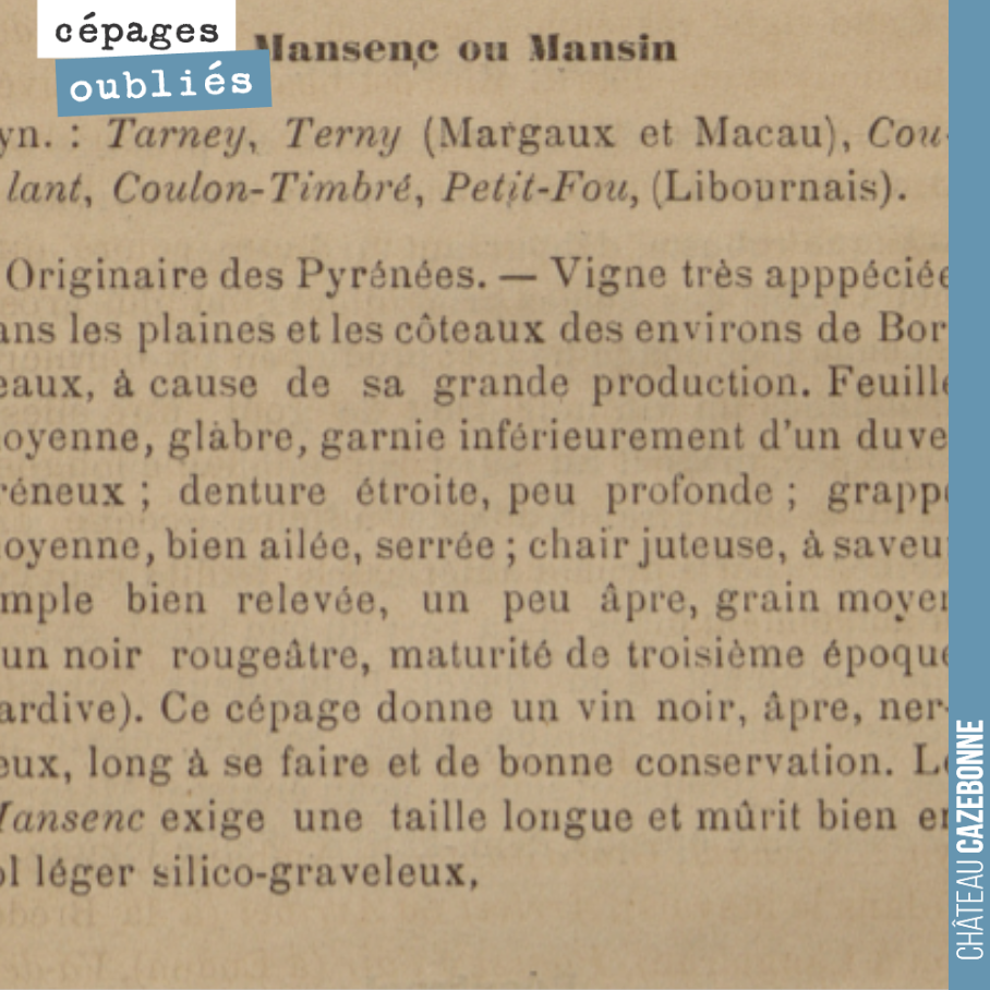 On continue notre tour d'horizon des cépages oubliés à Bordeaux avec le Mancin, ce grand oublié de l'AOC en 1936.
Dégusté chez nos confrères de Tire-Pé et Liber Pater, le Mancin est assurément un g...