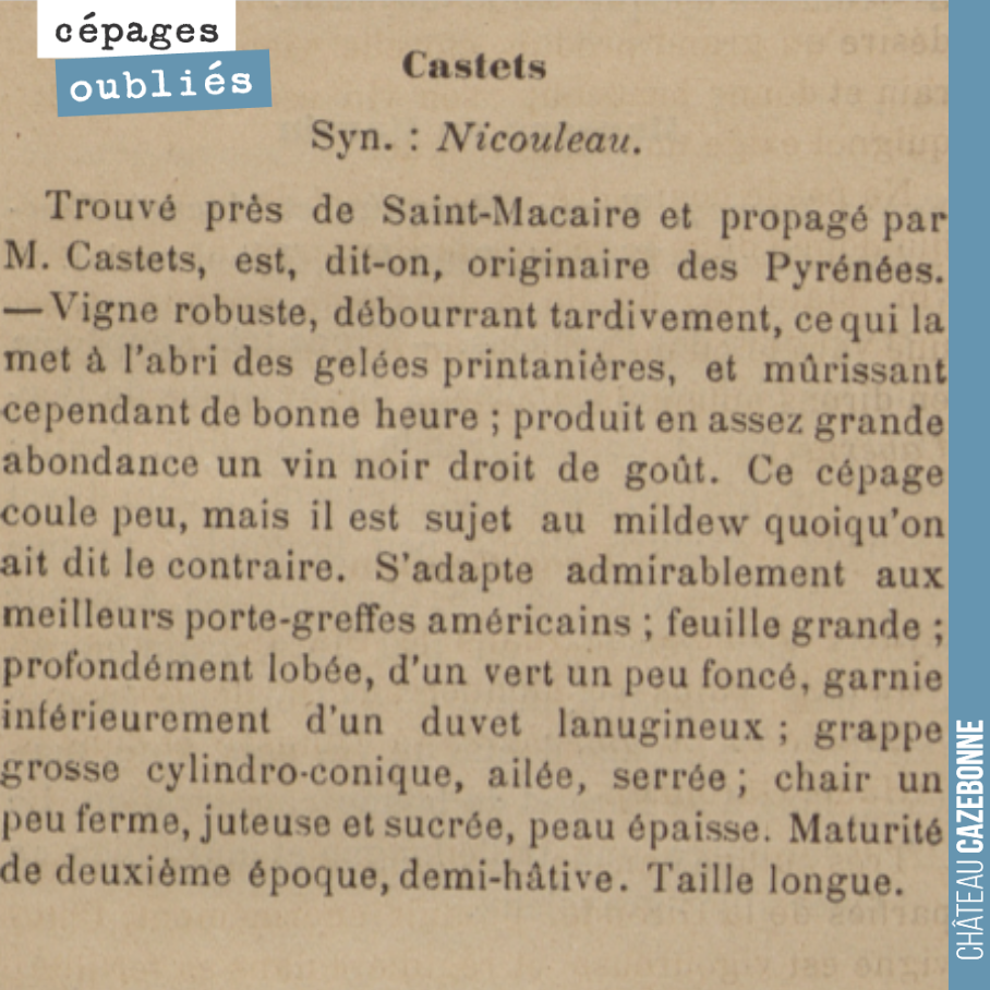 Tous les jours, nous allons vous présenter un cépage oublié de Bordeaux.
Nous croyons beaucoup à l'avenir du Castets en Gironde, un cépage que nous avons eu l'honneur de déguster chez les pionniers...