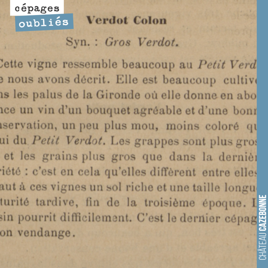 Tous les matins, présentation d'un cépage oublié.
Nous replantons cette année le Gros Verdot sur le domaine, pour pouvoir avoir la chance de redécouvrir le goût de ce cousin du Petit Verdot. Un cé...