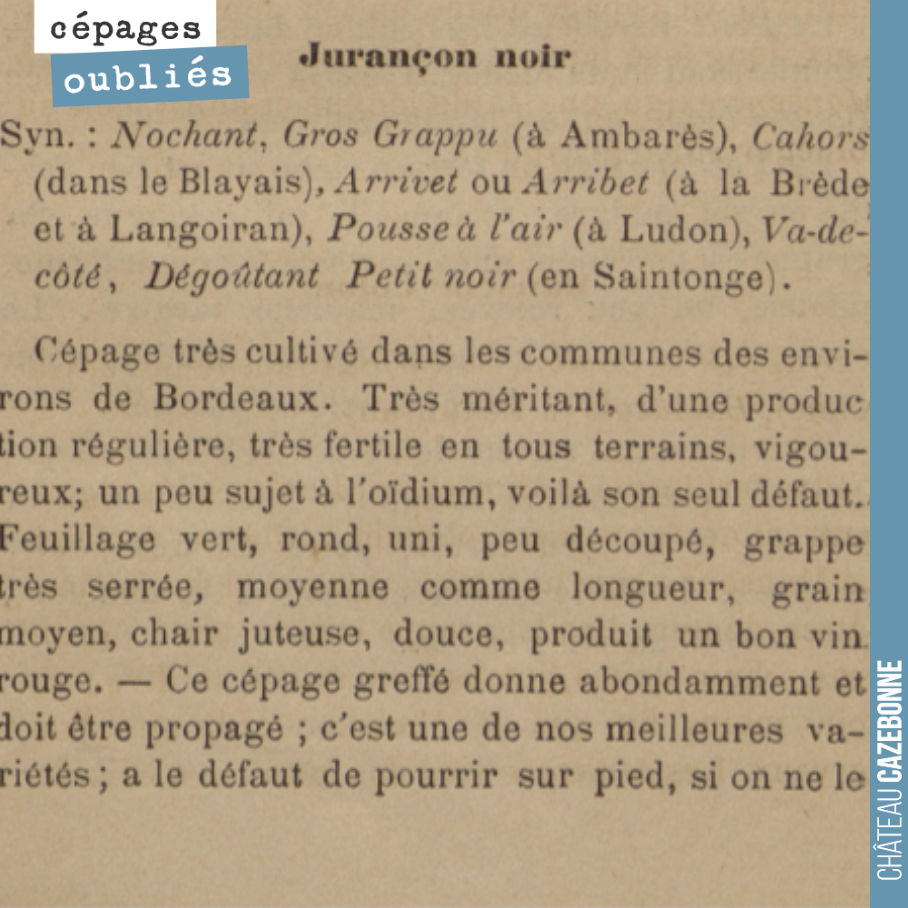 Tous les jours, présentation d'un cépage oublié.
Nous avons planté du Jurançon noir, qui portait par chez nous le nom d'enrageat. Un cépage productif, que l'on retrouve encore dans le Sud-Ouest, à ...