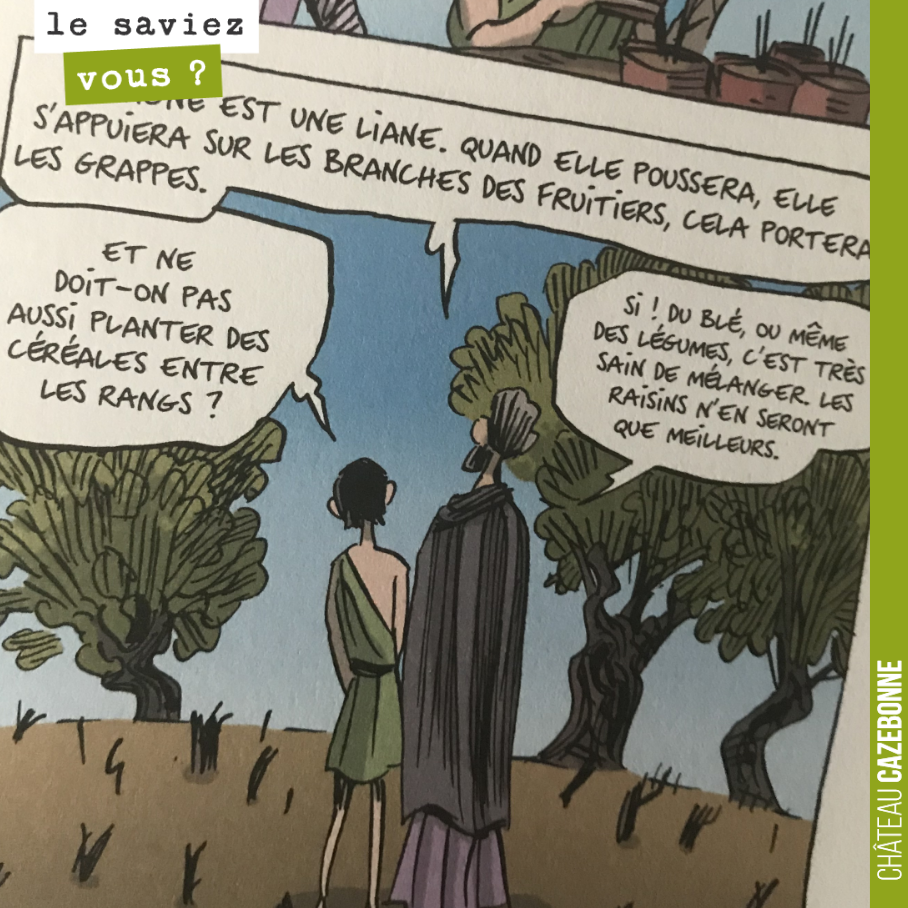 C’est Pline l’ancien, au 1er siècle après JC, qui le dit...
Semer des céréales dans les rangs de vigne est bénéfique à la qualité du raisin. C’est ce que l’on fait à Cazebonne dans l’inter rang pou...